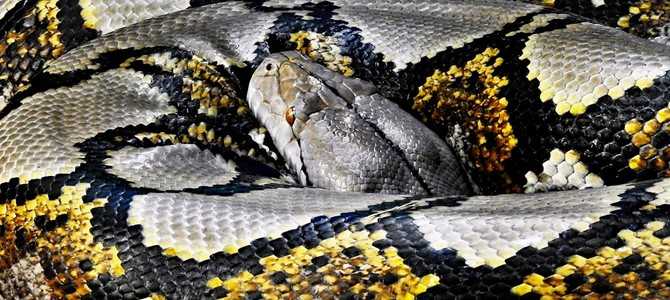 Топ платформ для поиска работы на фрилансе с Python