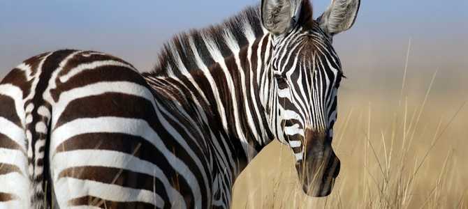 Оценка возможностей карьерного роста в Zebra Call