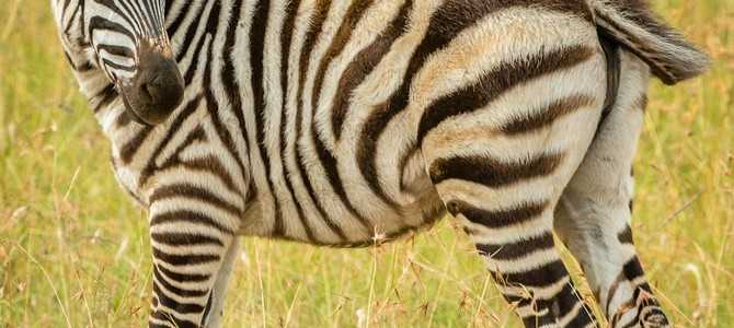 Информация о компании Zebra Call и её репутация