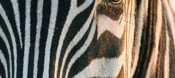 Плюсы и минусы работы в Zebra Call
