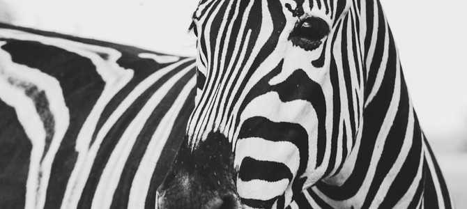 Статистика по отзывам сотрудников Zebra Call